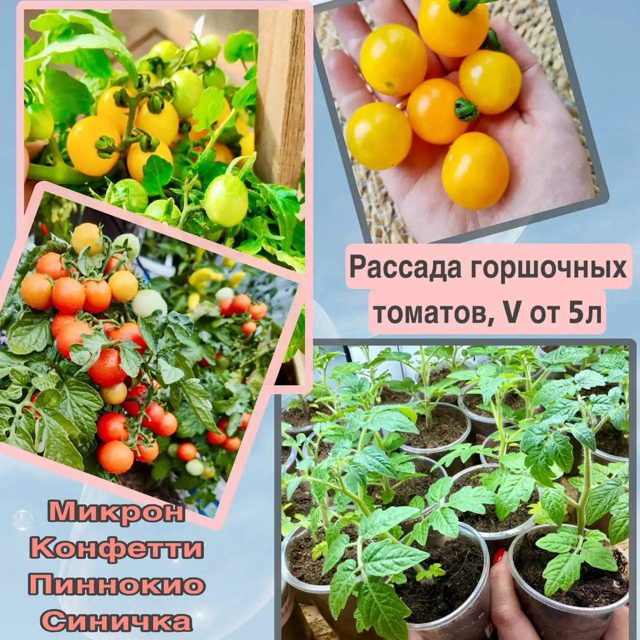 Рассада горшочных томатов для зимнего выращивания