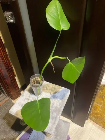 Саженец монстеры с отличной корневой системой - частное объявление в Кемерово