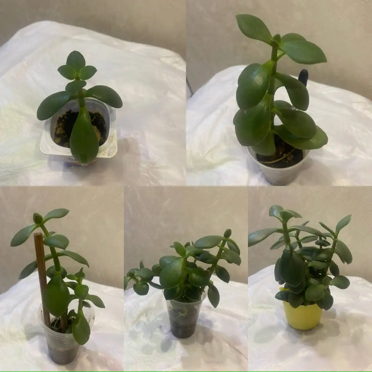 Толстянка денежное дерево в горшочке - Растения (Барахолка) в Кемерово