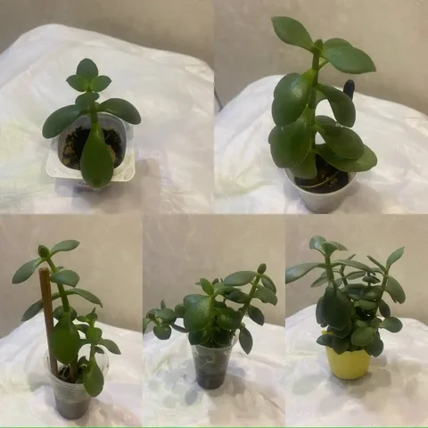 Толстянка денежное дерево в горшочке - Часы в Кемерово