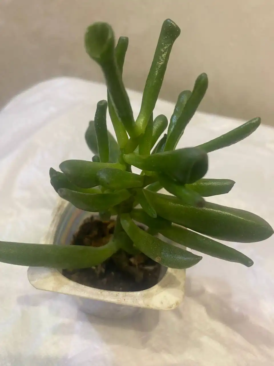 Красулла Хоббит - Растения (Хобби и отдых) в Кемерово