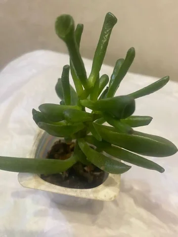 Красулла Хоббит - Велосипеды в Кемерово