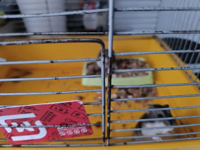 Бесплатные хомяки в Кемерово - Поиск животных в Кемерово