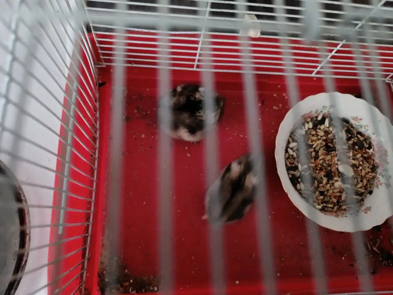 Бесплатные хомяки в Кемерово - Грызуны (Животные) в Кемерово