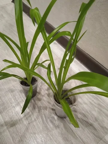 Хлорофитум по ценам 100-390 руб в Кемерово - Подарки в Кемерово