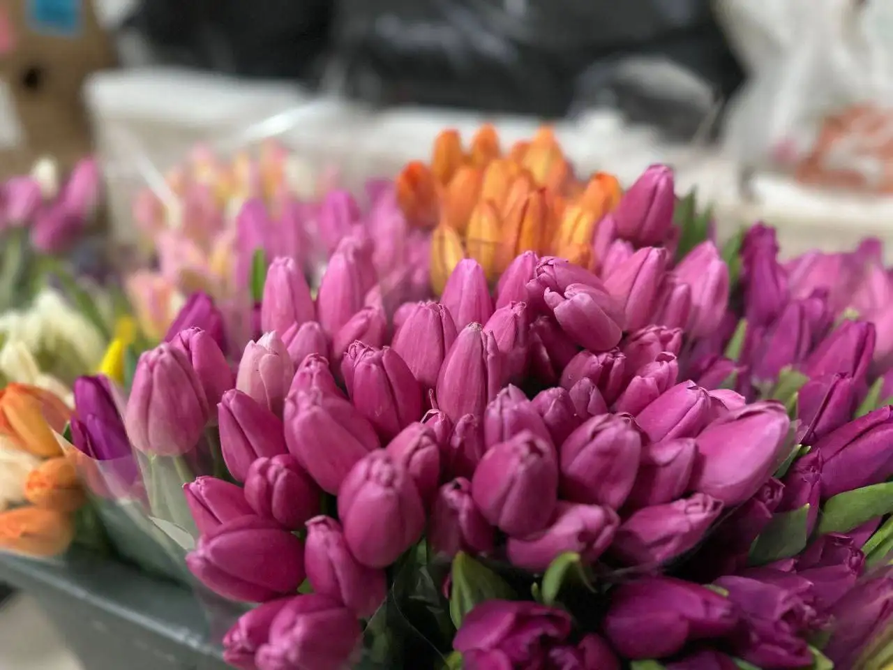Шикарные тюльпаны к 8 Марта - Цветы (Хобби и отдых) в Оренбург