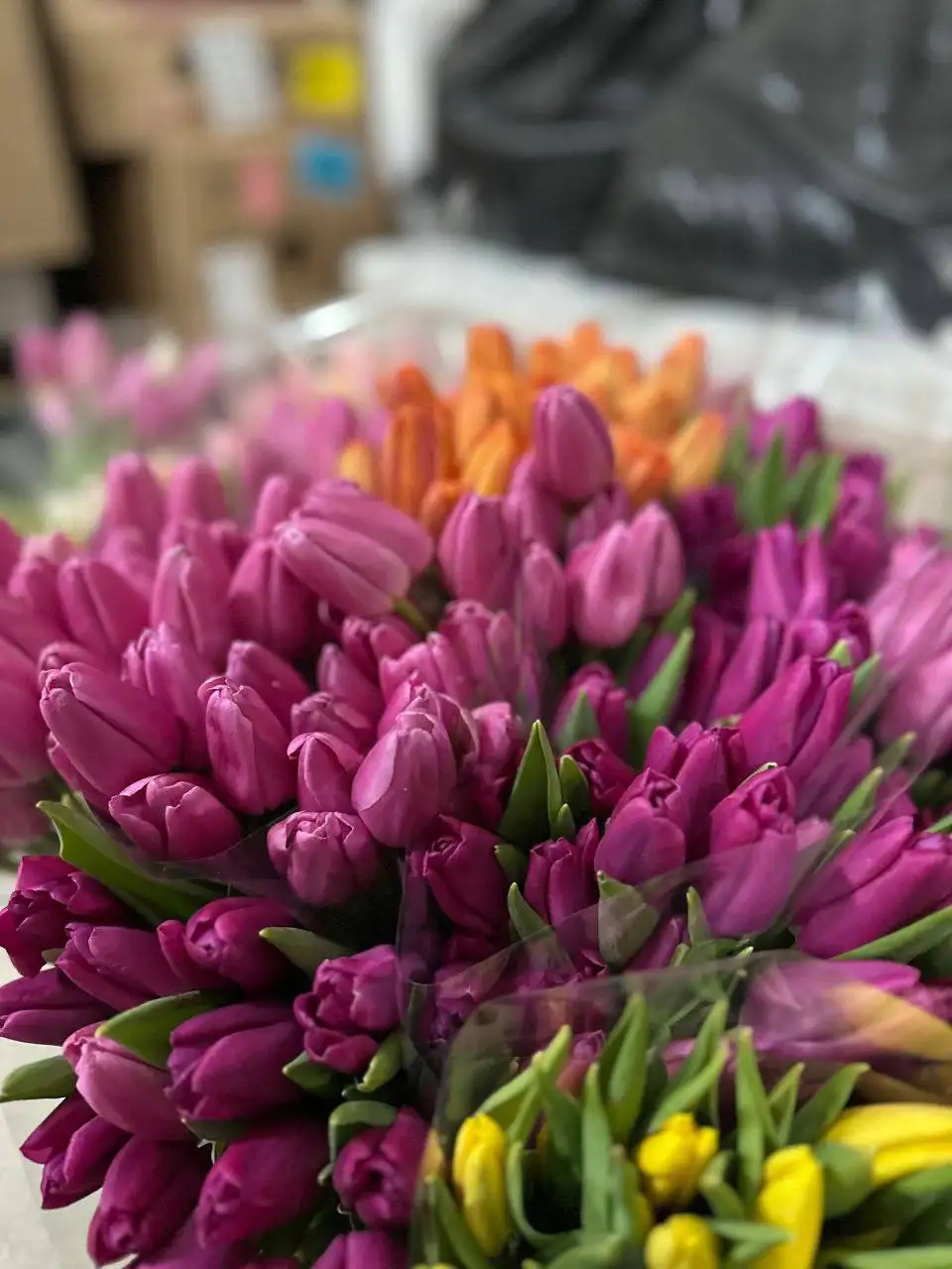 Шикарные тюльпаны к 8 Марта - Цветы (Хобби и отдых) в Оренбург