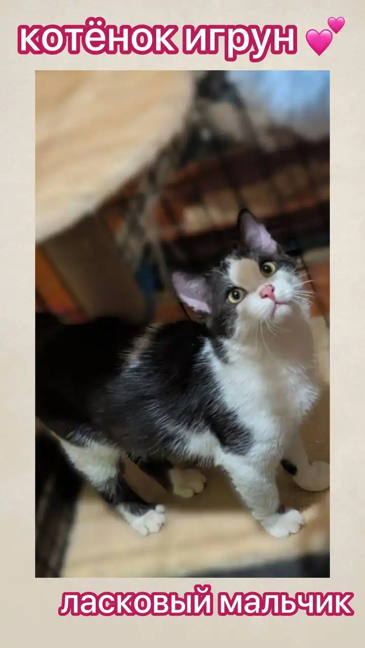 Отдаем котёнка мальчика