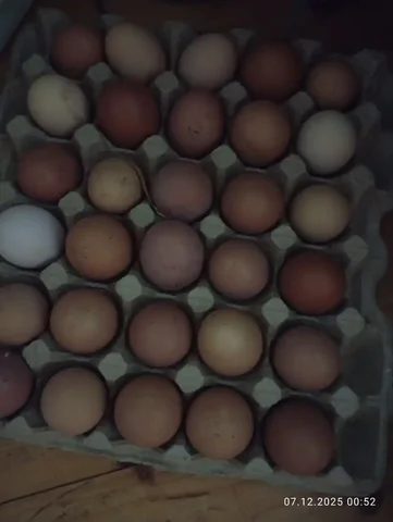 Продажа деревенских яиц - Для дома и дачи в Казань