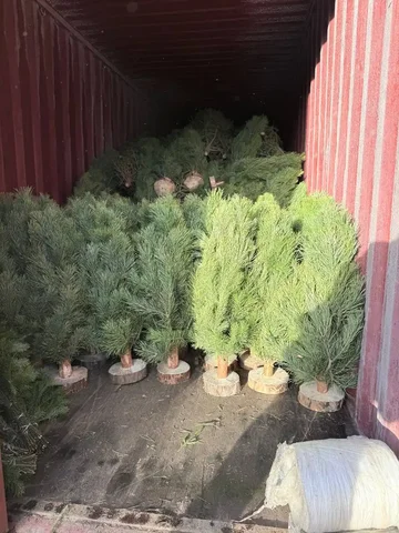 Продажа новогодних елок в Казани - Хобби и отдых в Казань