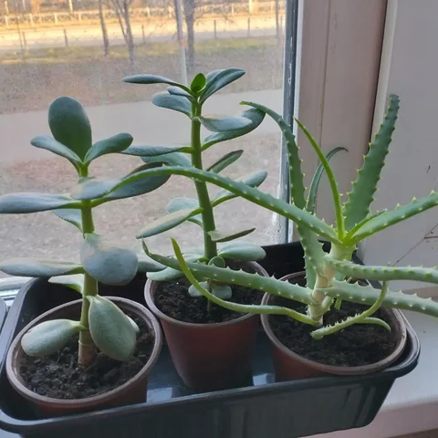 Комнатные растения: толстянка, алоэ, каланхоэ и другие - Для дома и дачи в Казань