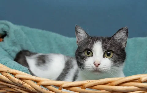 Отдам молодую кошечку найдёныша в Казани - Животные в Казань