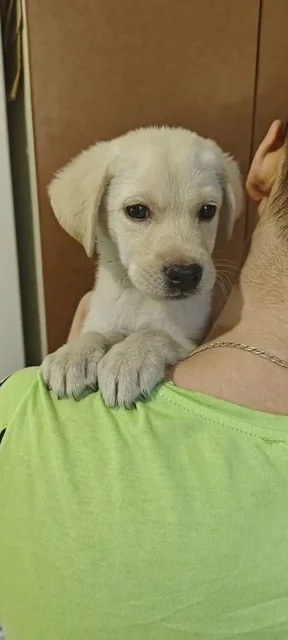 Щенки лабрадора - Животные в Казань