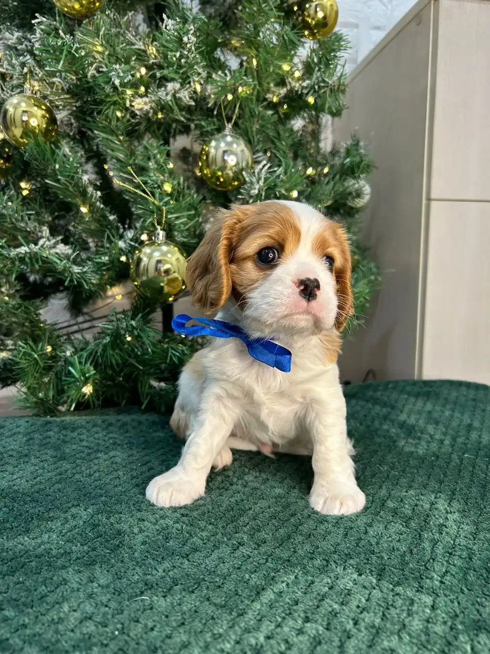 Щенки Кавалер Кинг Чарльз Спаниель