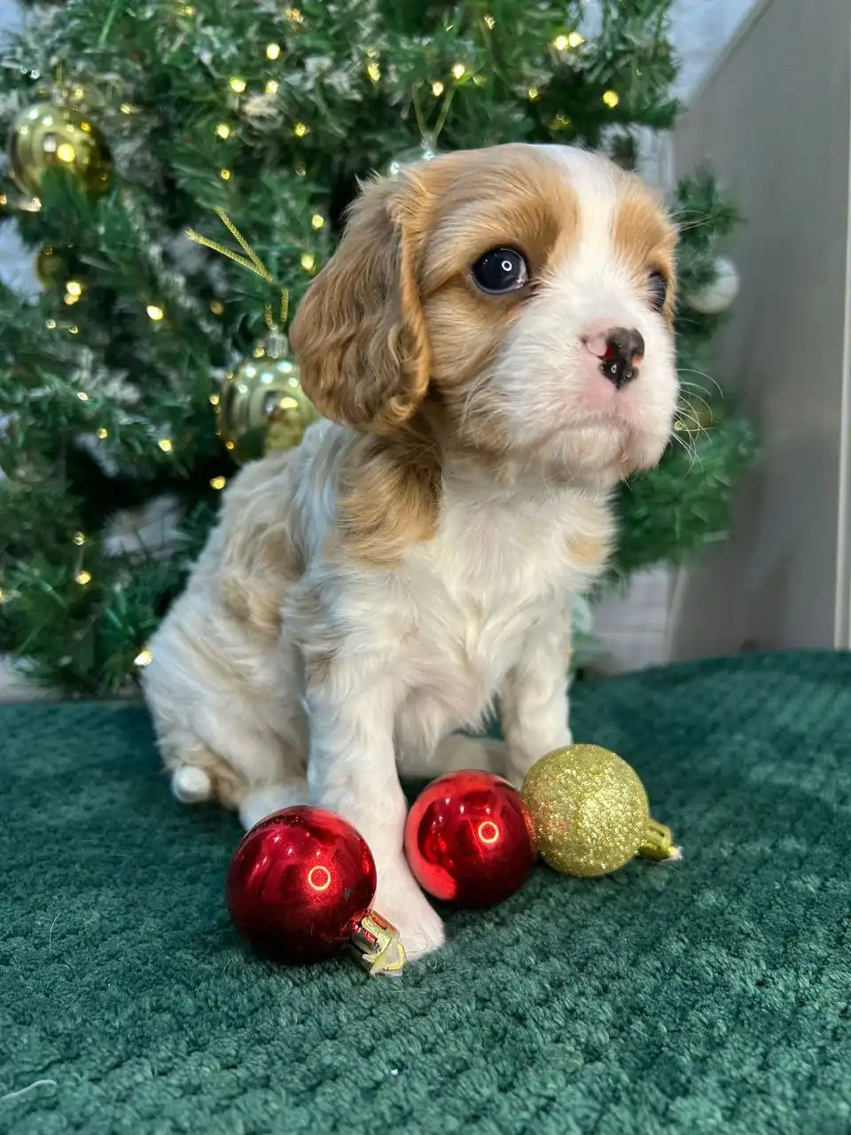 Щенки Кавалер Кинг Чарльз Спаниель