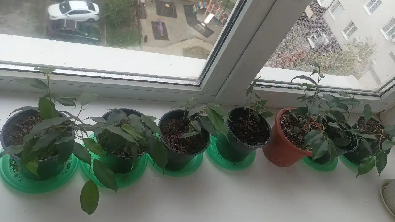 Фикус недорого - Для дома и дачи в Ставрополь