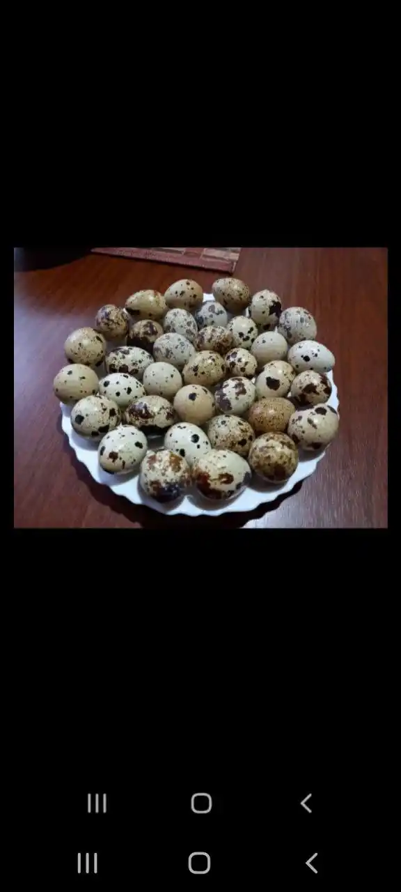 Продам домашние перепелиные яйца и мясо перепелок - Животные в Ставрополь