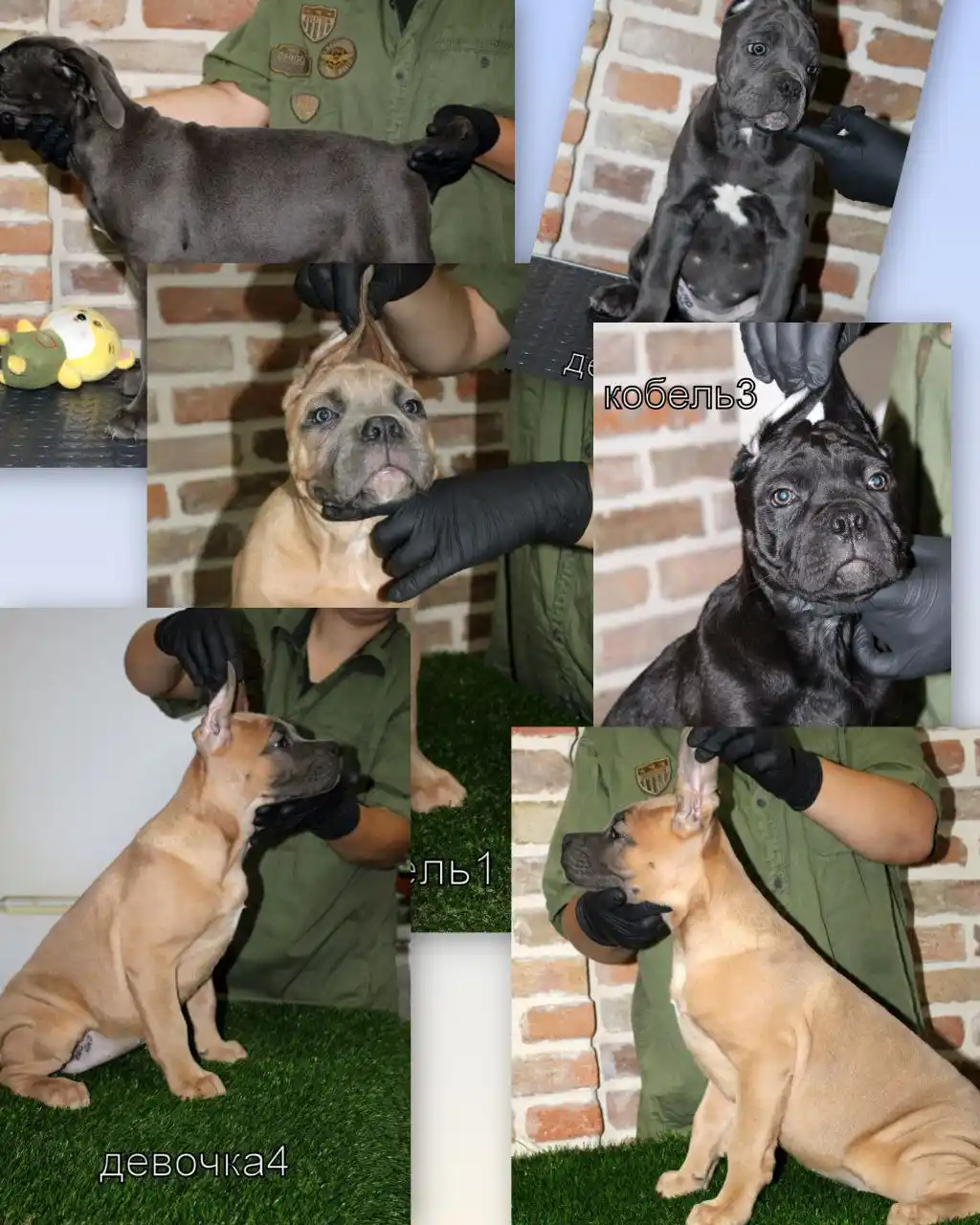 Щенки Кане-корсо ждут новых хозяев - Животные в Ставрополь