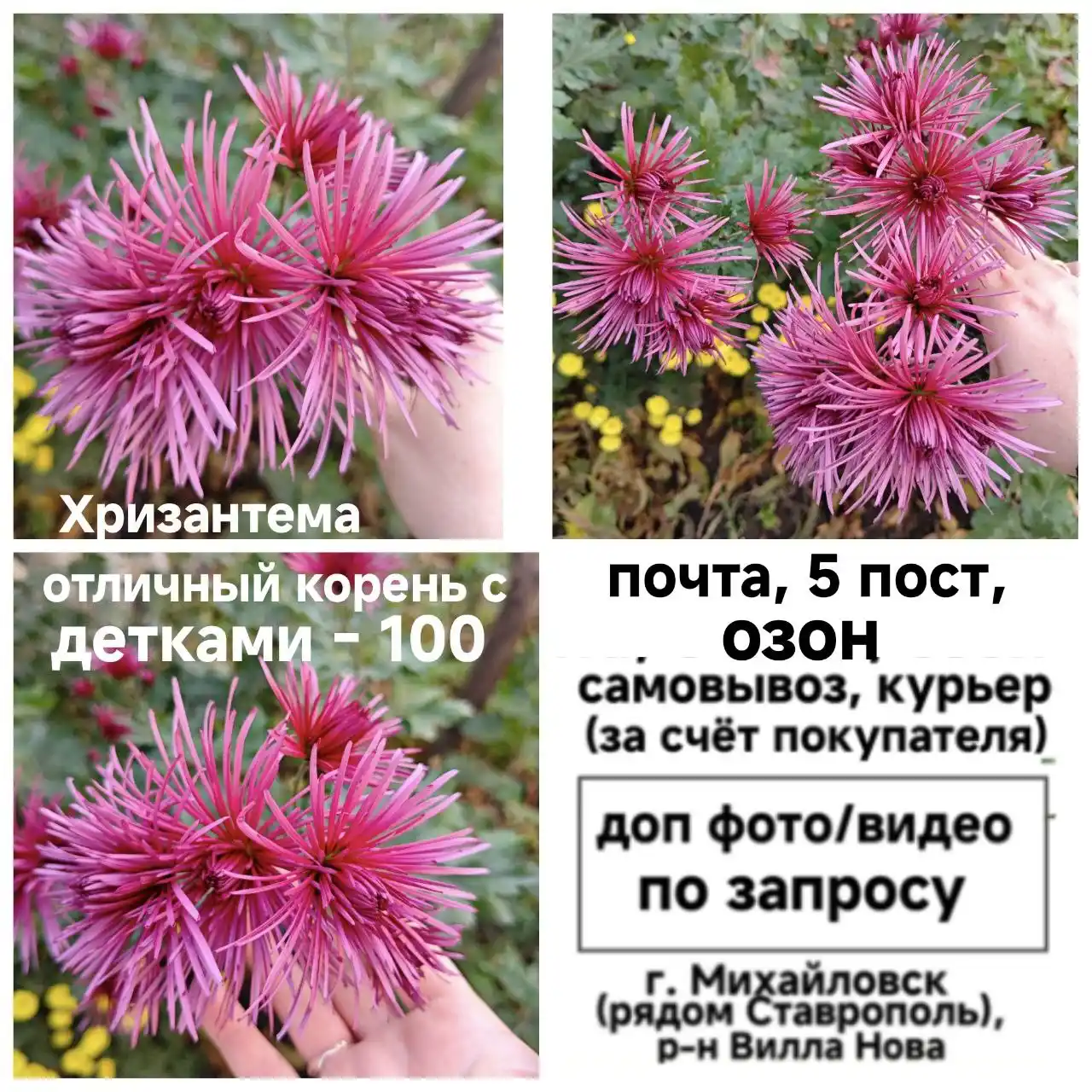 Садовые растения - Для дома и дачи в Ставрополь