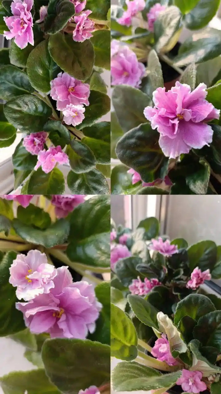 Продам цветущие сенполии розовая акварель - частное объявление в Ставрополь