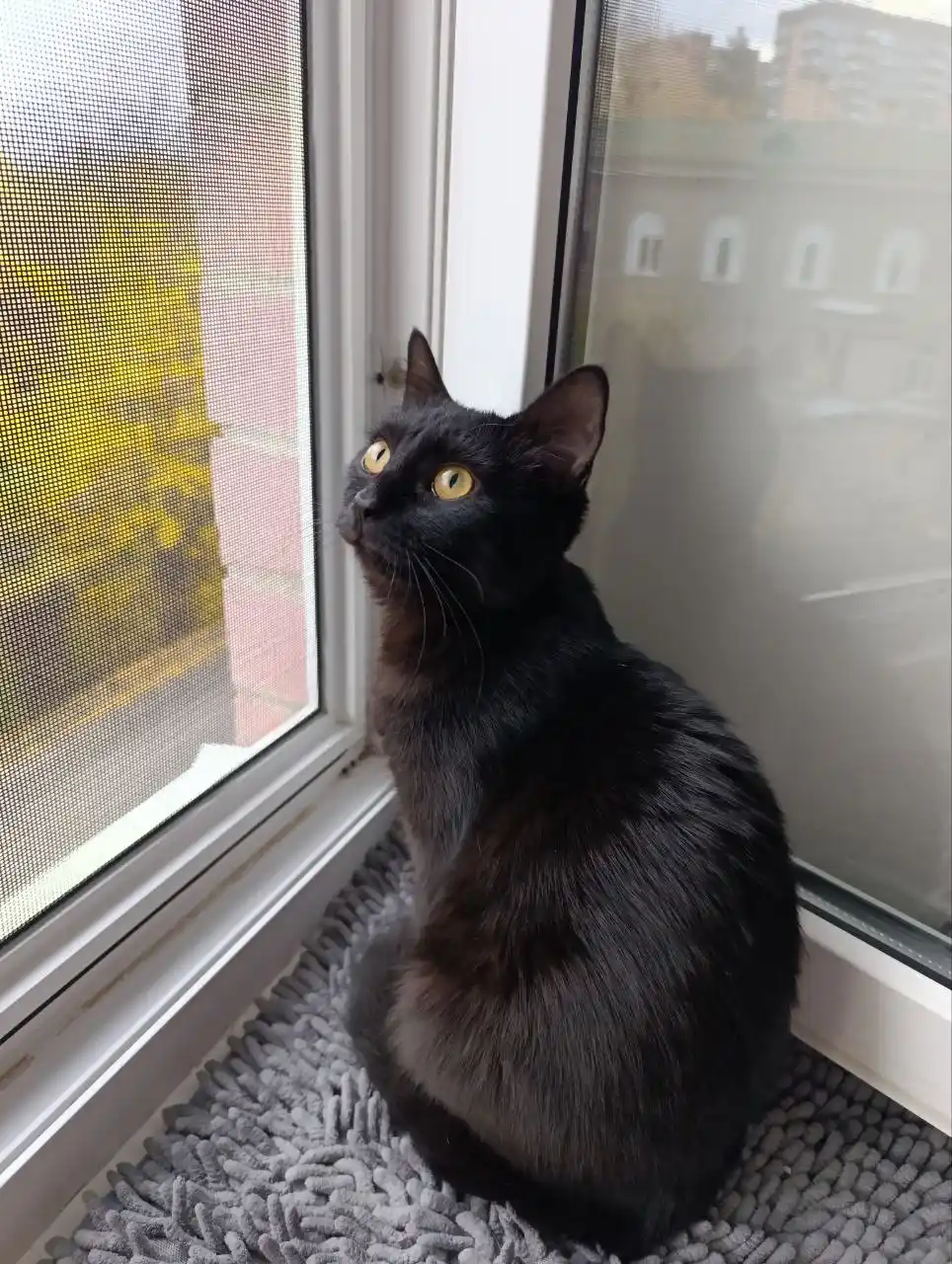 Отдам кошечку в добрые руки - Животные в Ставрополь