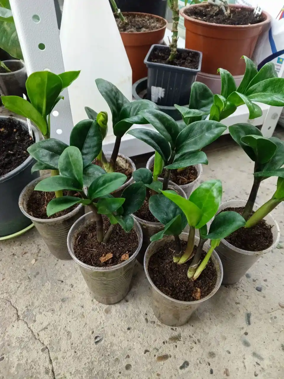 Продажа замиокулькаса Зензи жук - частное объявление в Ставрополь