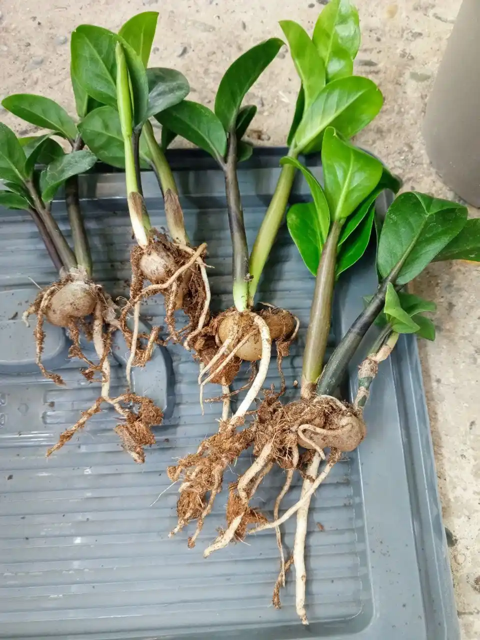 Продажа замиокулькаса Зензи жук