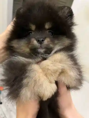 Шпиц - Животные в Ставрополь