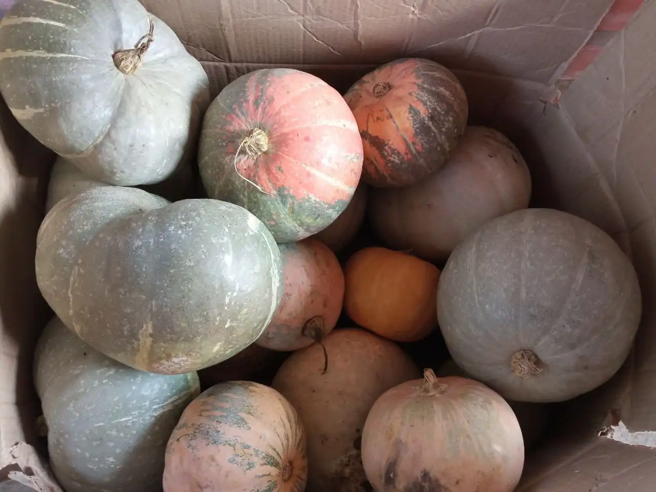 Продажа тыквы