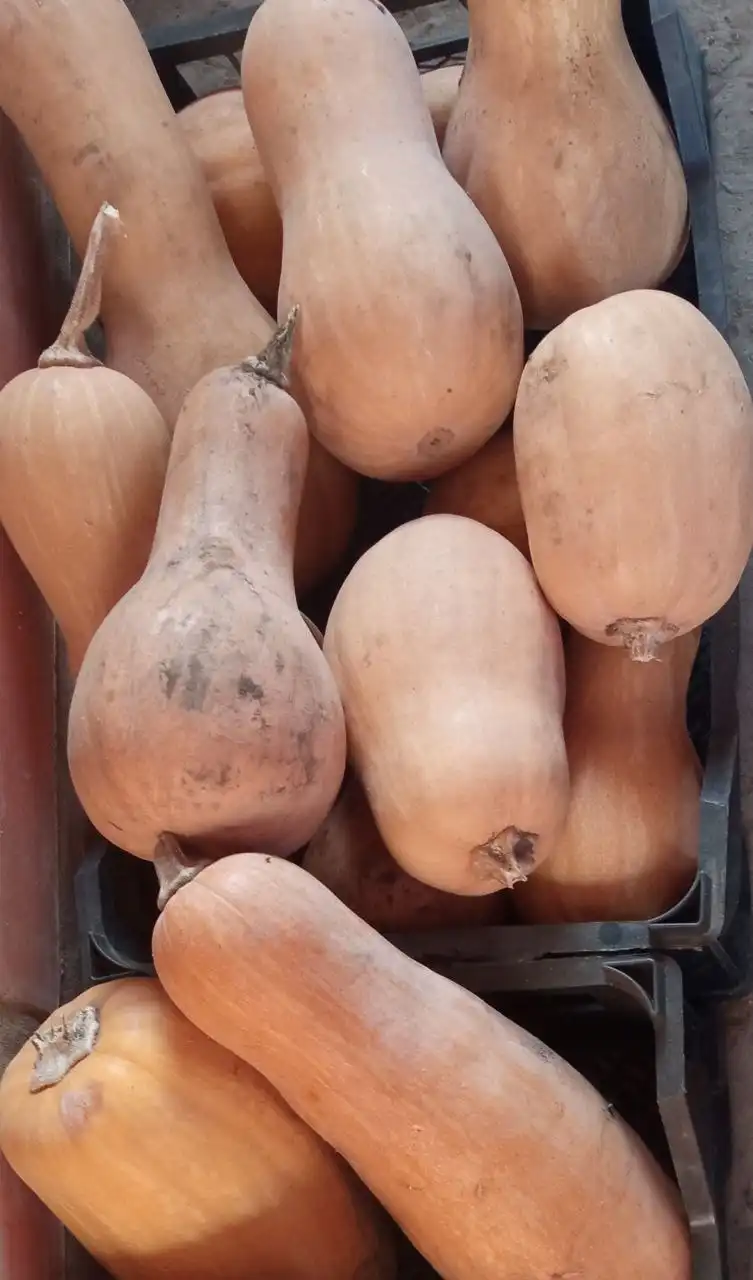 Продажа тыквы