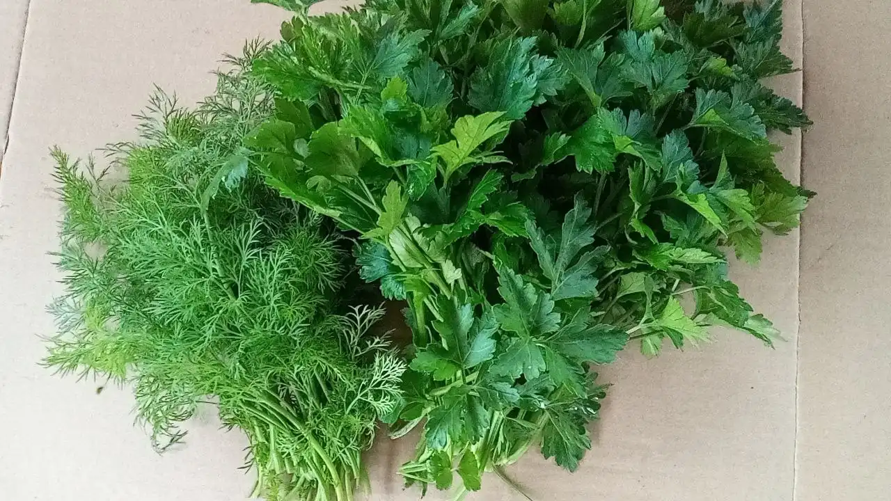 Свежая зелень