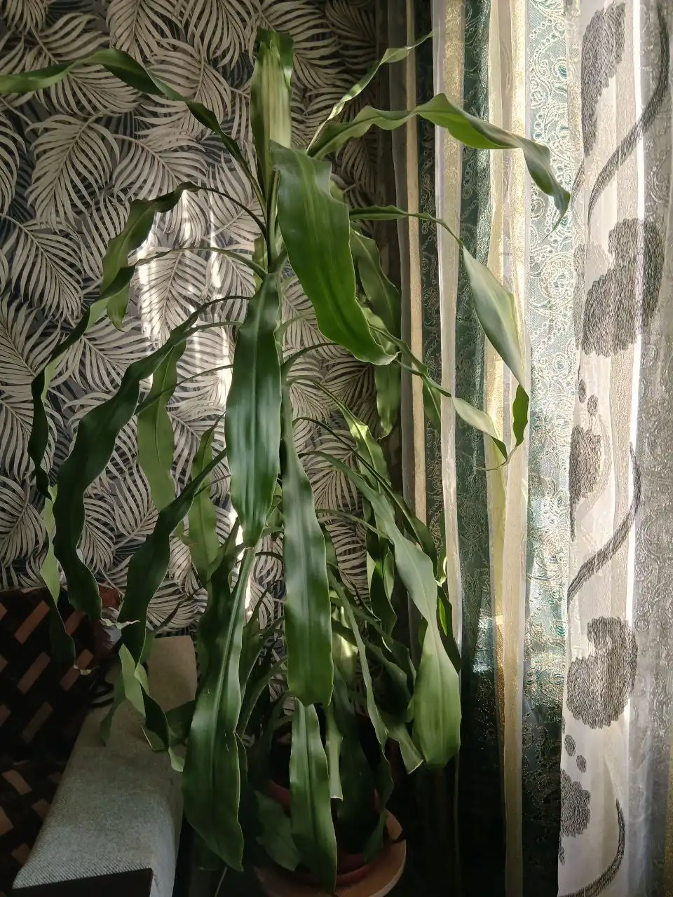 Продажа пальмы Юкка