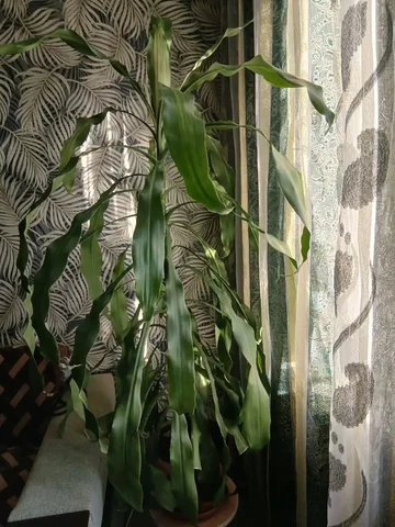 Продажа пальмы Юкка - Для дома и дачи в Ставрополь