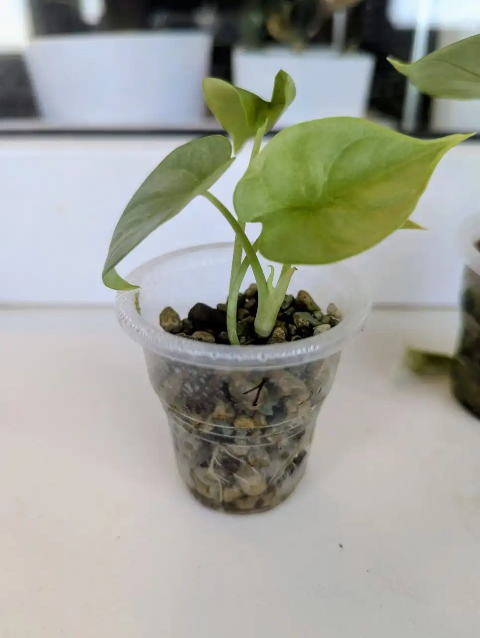 Адаптированные клоны алоказии Серебряный Дракон