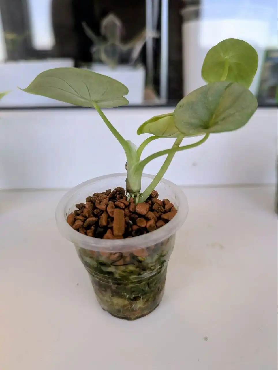 Адаптированные клоны алоказии Серебряный Дракон