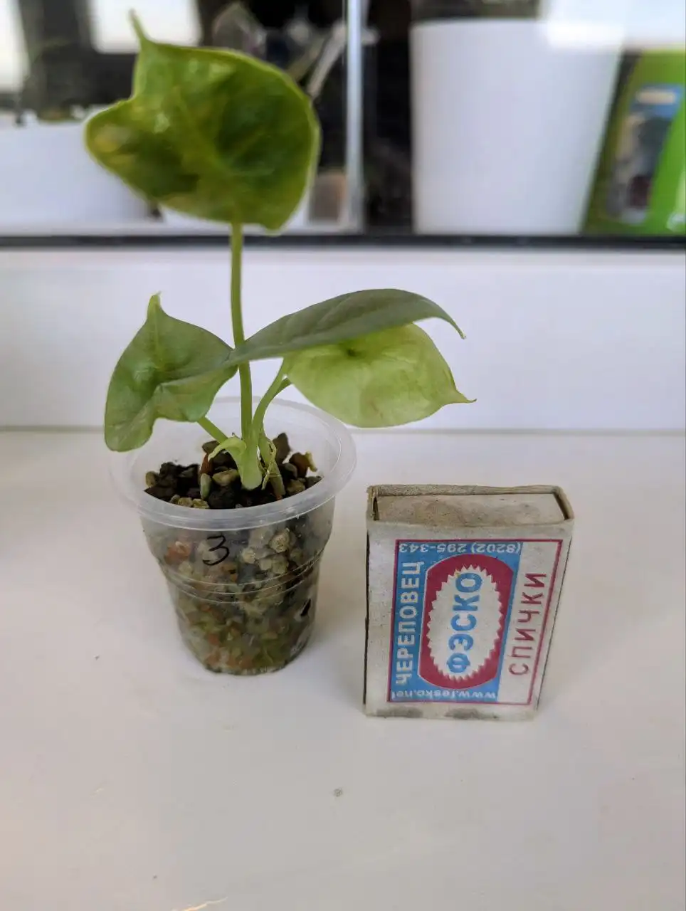 Адаптированные клоны алоказии Серебряный Дракон