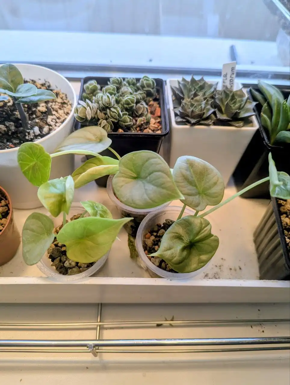 Адаптированные клоны алоказии Серебряный Дракон