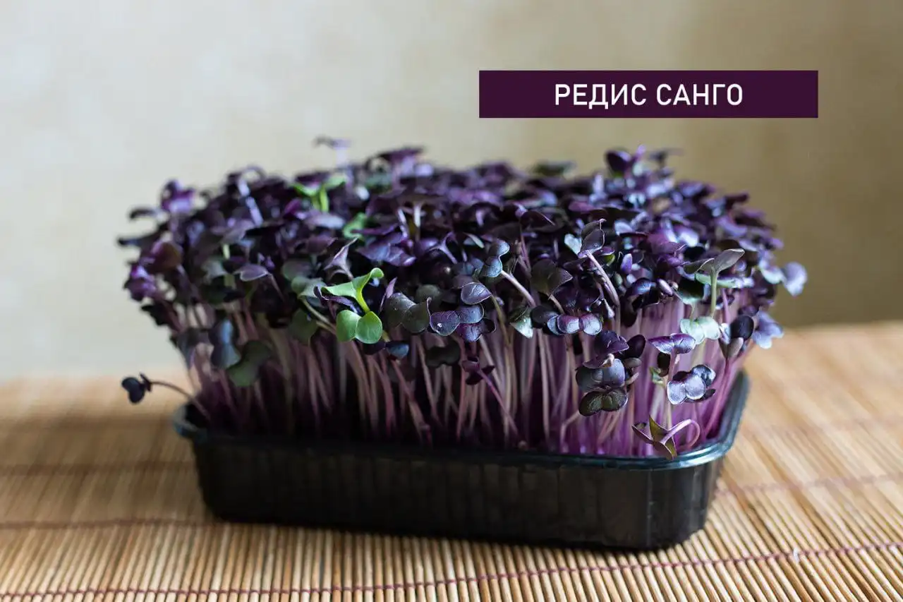 Микрозелень в Ставрополе