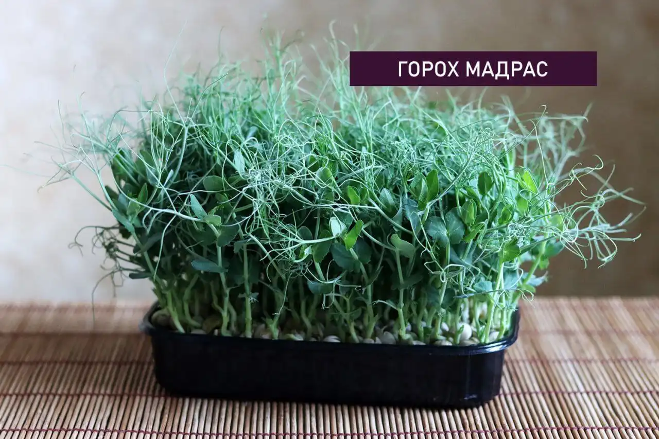 Микрозелень в Ставрополе