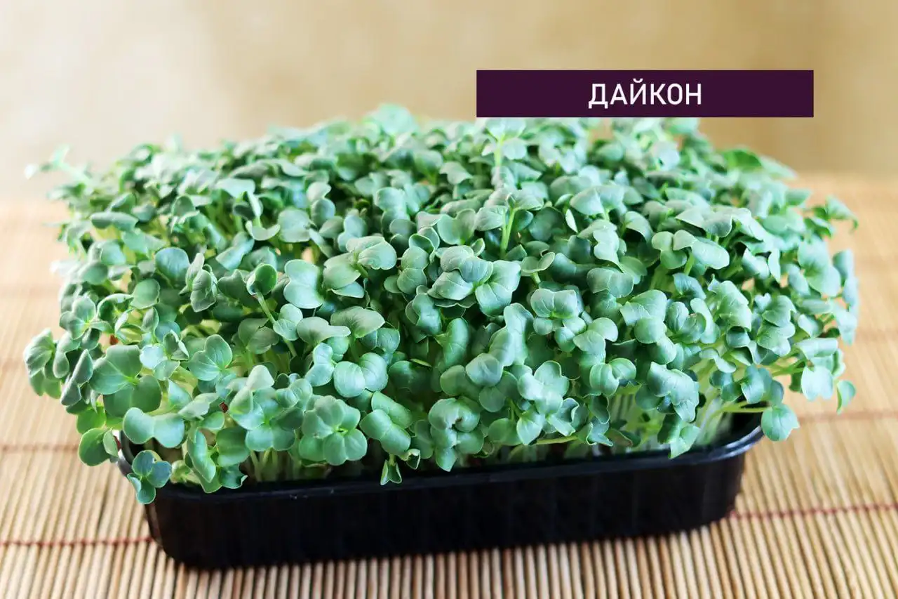 Микрозелень в Ставрополе