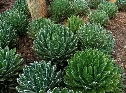 Продажа саженца Агавы королевы Виктории