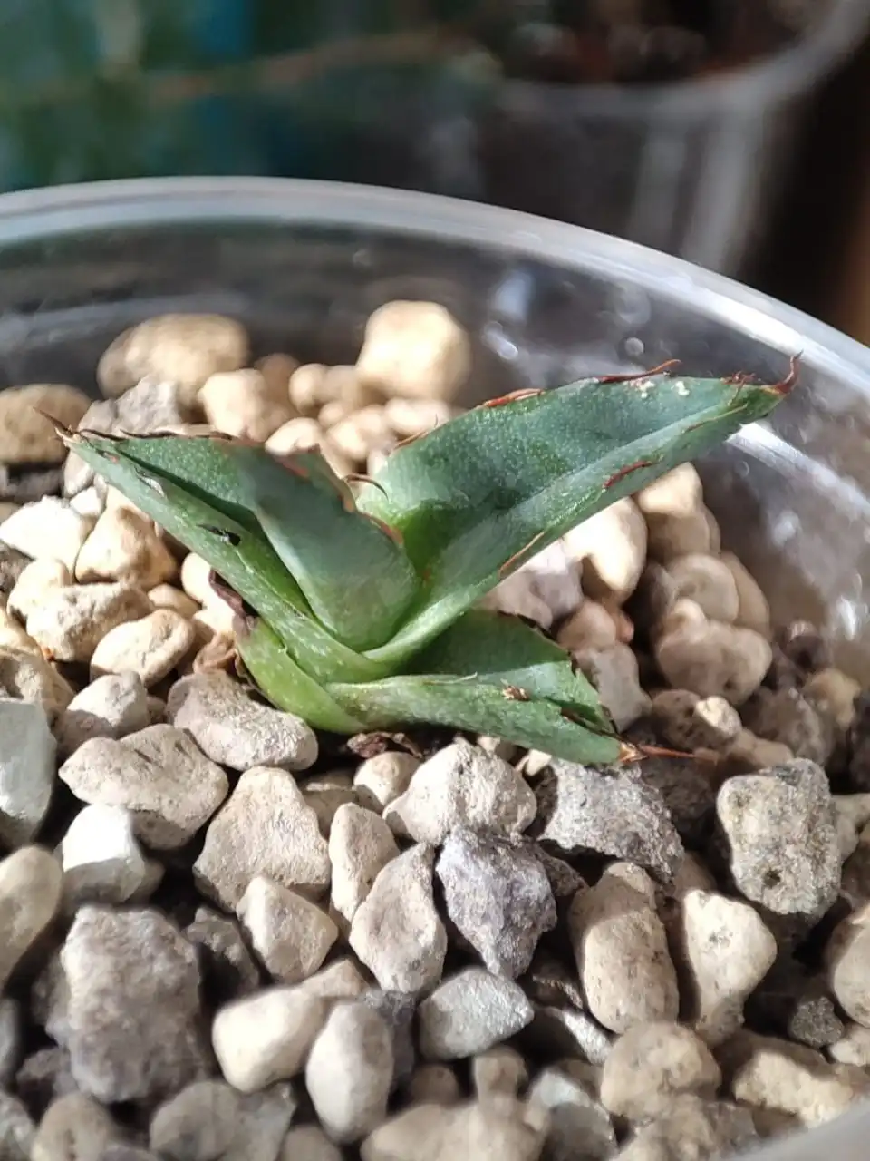 Продажа саженца Агавы королевы Виктории