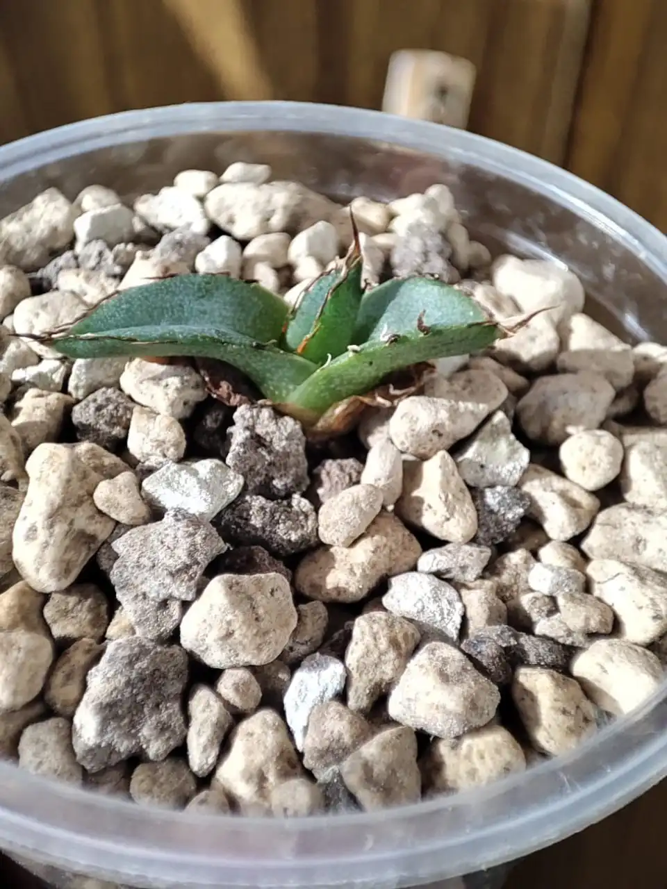 Продажа саженца Агавы королевы Виктории