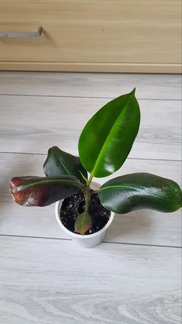 Фикус каучуконосный - Для дома и дачи в Ставрополь