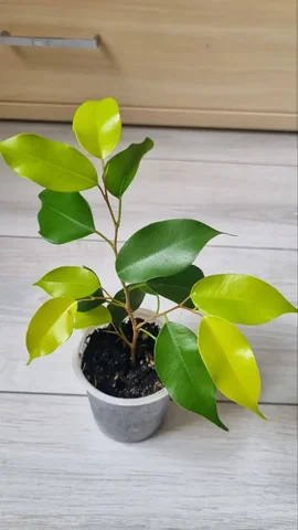 Фикус Бенджамина - Для дома и дачи в Ставрополь