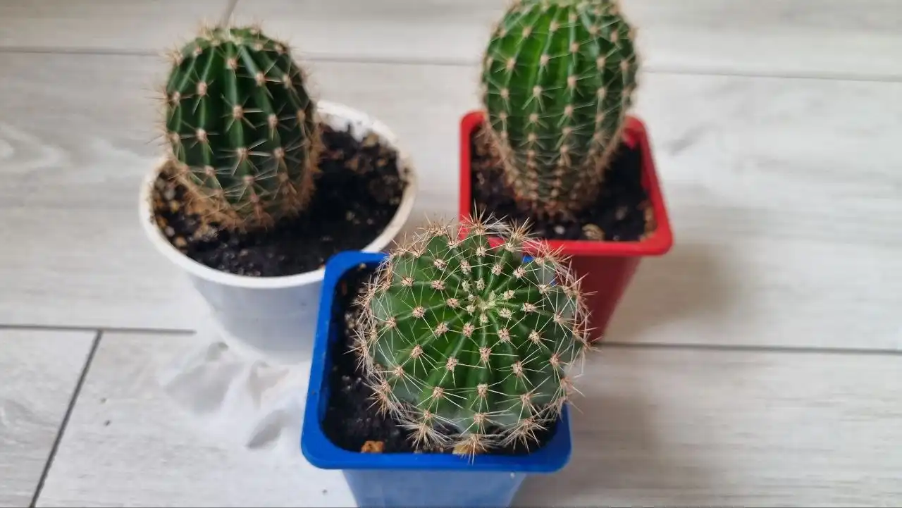 Кактус эхинопсис