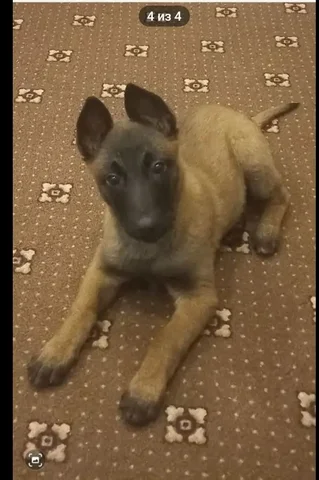 Бельгийская овчарка 2.5 месяца - Животные в Ставрополь