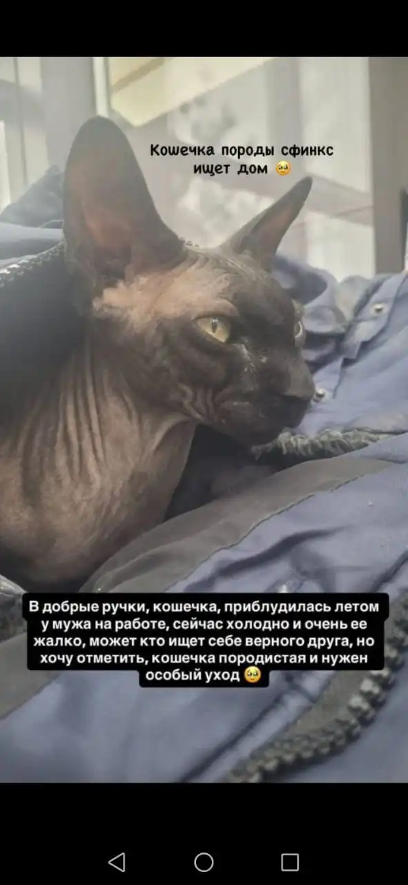 Пристройство кошечки в добрые руки