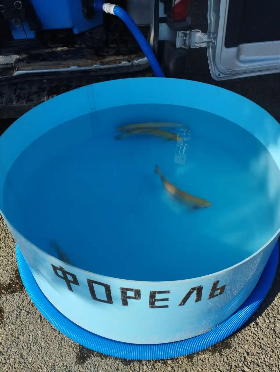 Продажа свежей форели в Ставрополе