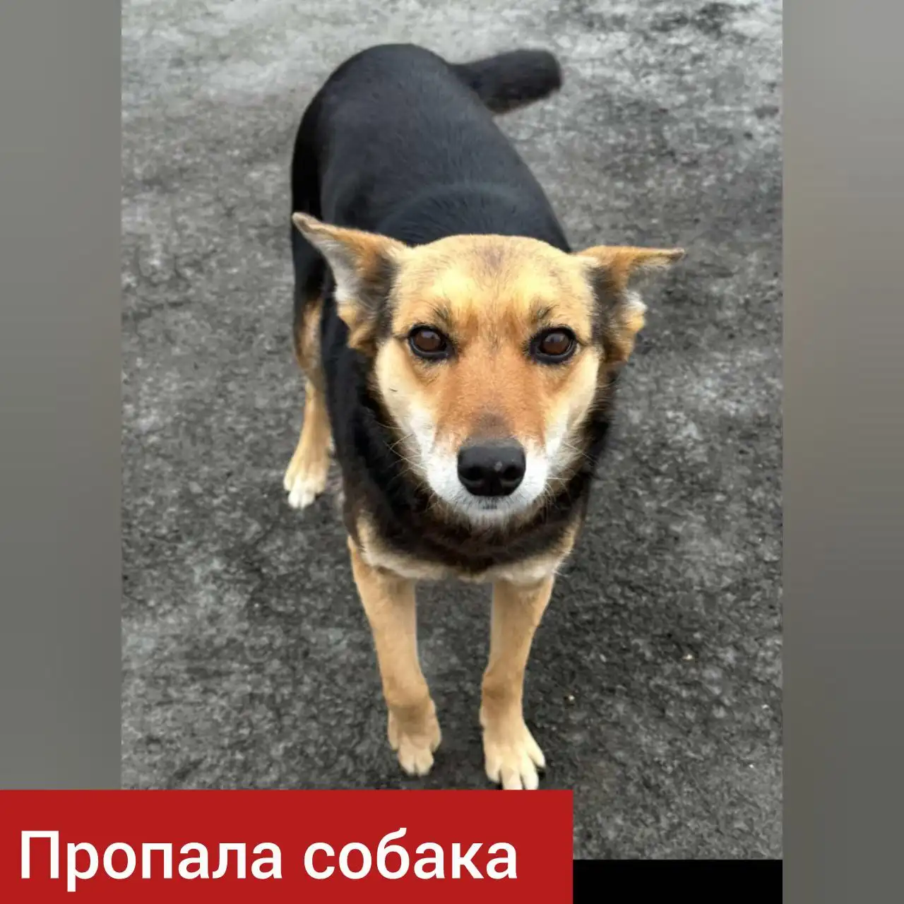 Потеряна собака в Ставрополе